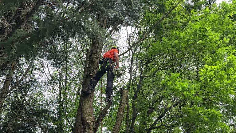 Best Tree Health Inspection  in Bermuda Run, NC